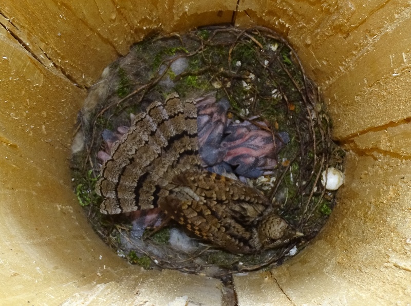 DSC00905 Wendehals im Brutkasten
